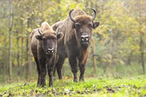Strength: European bison (Bison bonasus) standing on a clearing of a forest in autumn