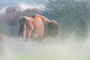 Grazer: European Bison (Bison bonasus) standing in thick bushes