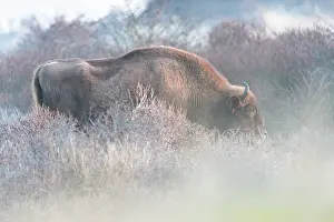 Grazer: European Bison (Bison bonasus) standing in thick bushes