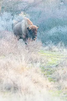 Grazer: European Bison (Bison bonasus) walking in dune landscape