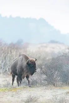 Nationaal: European Bison (Bison bonasus) walking in dune landscape