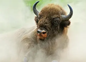 Churning: European Bison (Bison bonasus) in the whirling dust