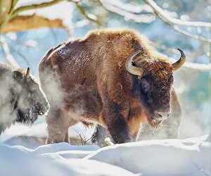 Wald: European bison (Bison bonasus) or Wisent in winter