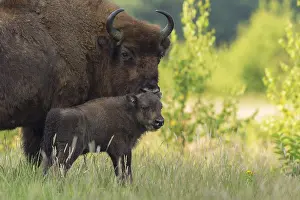 Hoofed: European Bison (Bison bonasus) with young, Noor
