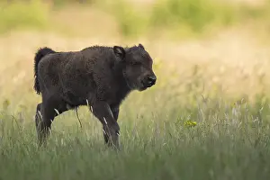 Hoofed: European Bison (Bison bonasus) young, Noord-Bra