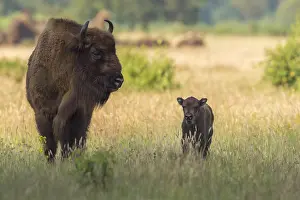 Wisent: European Bison (Bison bonasus) with young stand