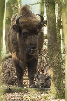 Wisent: European Bison (Bison bonasus) with young in th