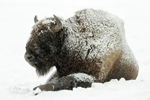 Wisent: European Bison - bull resting in snow