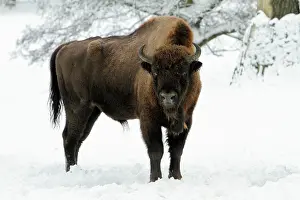 Wisent: European Bison - bull in snow