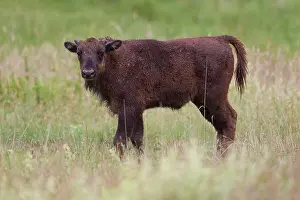 Bonasus: European Bison calf European Bison calf standing in mead