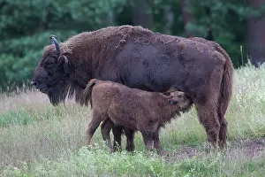 Bonasus: European Bison cow calf European Bison cow nursing calf