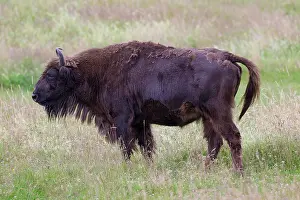 Bonasus: European Bison European Bison cow standing in meadow Ge