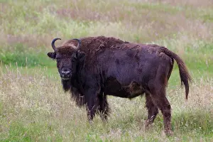 Bonasus: European Bison European Bison cow standing in meadow Ge