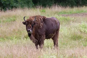 Bisons: European Bison European Bison cow standing in meadow Ge
