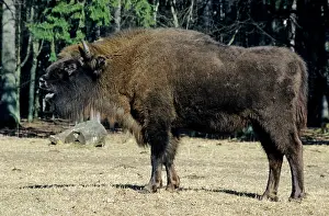 Grazes: European Bison - grazes in a clearing