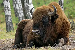 Masculine: European Bison - a huge adult male bull - part