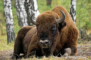 Masculine: European Bison - a huge adult male bull lying down
