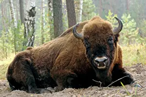 Masculine: European Bison - large adult male bull lying down