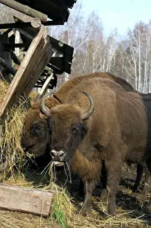 Masculine: European Bison - pair of adults - supplementary