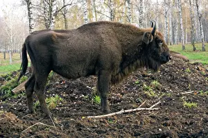 Rests: European Bison - rests after feeding - part of