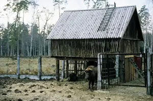 Shelters: European Bison - a shelter and feeding place inside a corral