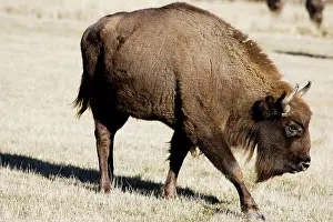 Wisent: European Bison / Wisent