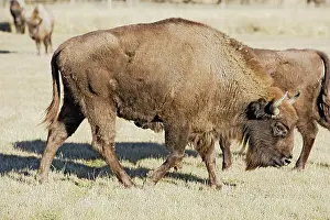 Wisent: European Bison / Wisent