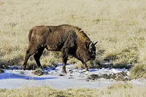 Wisent: European Bison / Wisent