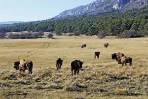 Wisent: European Bison / Wisent
