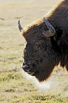 Wisent: European Bison / Wisent