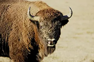Wisent: European Bison / Wisent