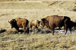 Wisent: European Bison / Wisent