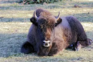 Wisent: European Bison / Wisent