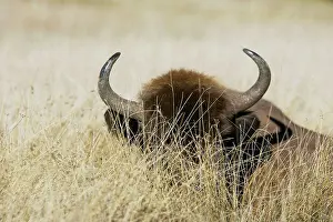 Wisent: European Bison / Wisent