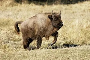 Wisent: European Bison / Wisent