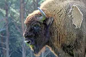 Wisent: European Bison / Wisent