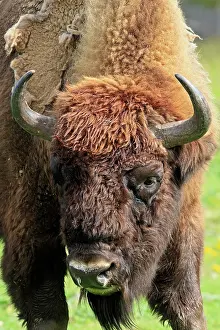 Wisent: European Bison / Wisent