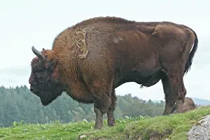 Wisent: European Bison / Wisent
