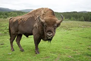 Wisent: European Bison / Wisent