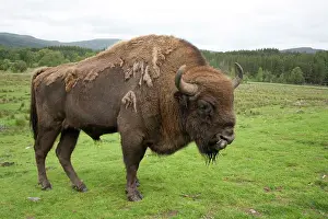 Wisent: European Bison / Wisent