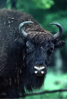 Horns: EUROPEAN BISON / WISENT - close-up of head