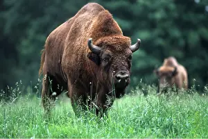 Wooly: EUROPEAN BISON / WISENT - male