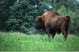 Wisent: EUROPEAN BISON / WISENT - male, side on
