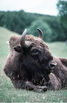 Ian Beames: EUROPEAN BISON / WISENT - resting