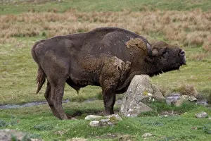 Chest: European Bison / Wisent scratching chest on rock