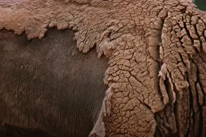 Wisent: European BISON / Wisent - shedding winter coat