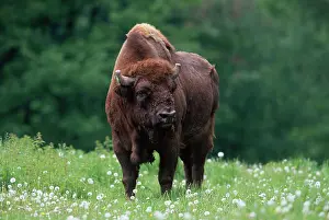 Wisent: European BISON / Wisent - STANDING