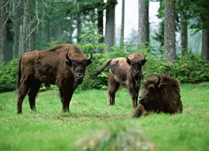 Wisent: EUROPEAN BISON / WISENT - x three