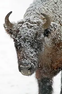Wisent: European Bison - young bull in snow