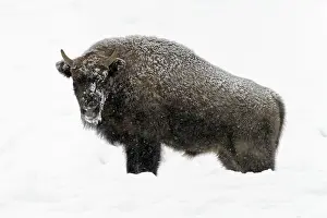 Wisent: European Bison - young bull in snow